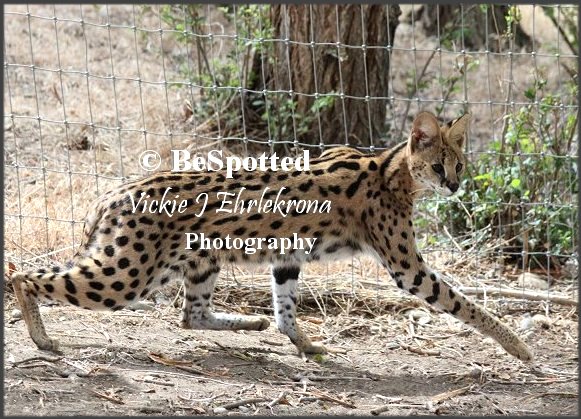 serval enclosure